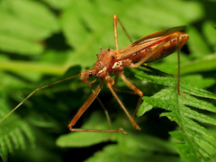 Rocconota annulicornis