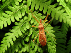 Rocconota annulicornis