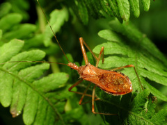 Rocconota annulicornis