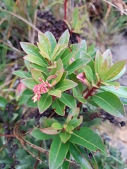 Pieris japonica taiwanensis
