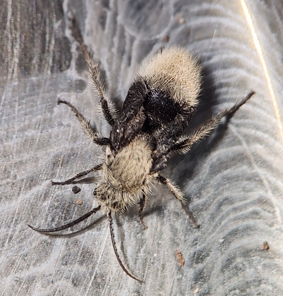 Dasymutilla eminentia