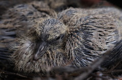 Streptopelia decaocto