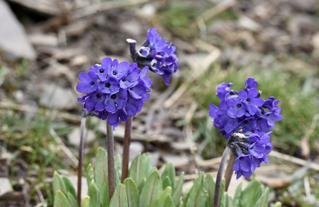 Primula optata