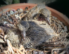 Streptopelia decaocto