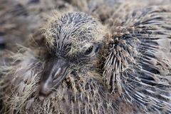 Streptopelia decaocto