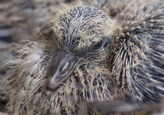 Streptopelia decaocto