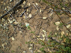 Callophrys