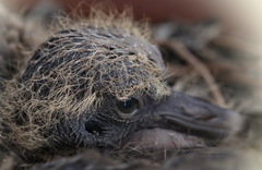 Streptopelia decaocto