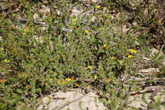 Aspalathus crassisepala