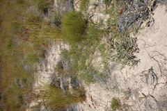 Aspalathus crassisepala