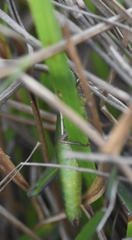 Aptenopedes sphenarioides