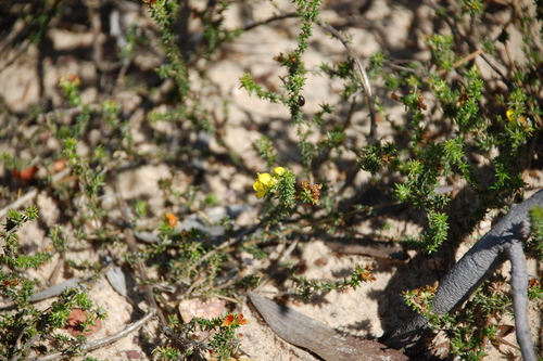 Image of Limestone Capegorse (Aspalathus crassisepala) by (c) Charles Stirton, some rights reserved (CC BY-SA)
