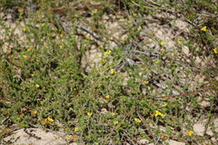 Aspalathus crassisepala