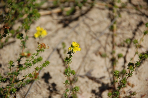 Image of Limestone Capegorse (Aspalathus crassisepala) by (c) Charles Stirton, some rights reserved (CC BY-SA)