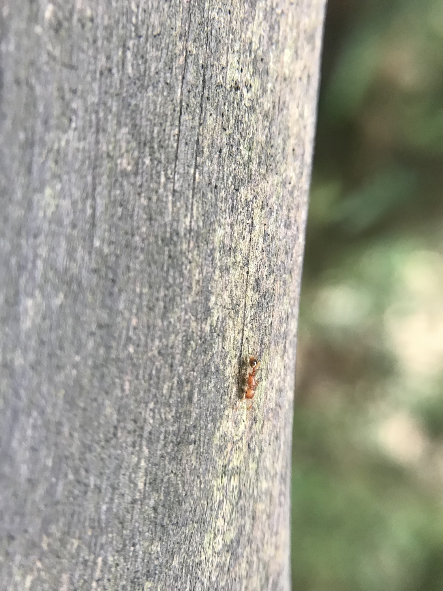 Tetramorium kraepelini
