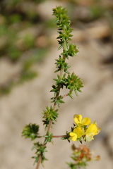 Aspalathus crassisepala