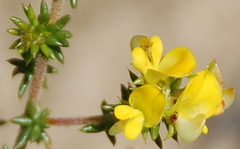 Aspalathus crassisepala