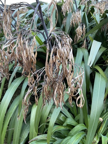 Phormium colensoi