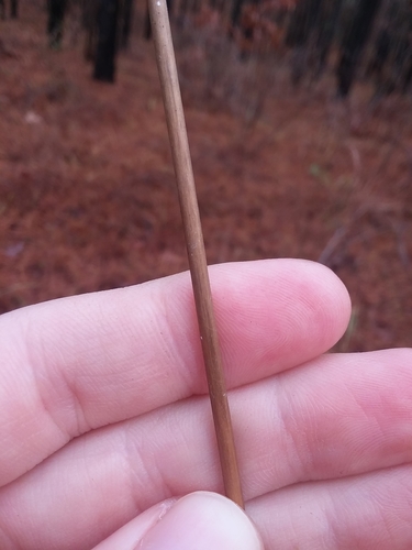 Image of Bent-Awn Plumegrass (Erianthus contortus) by (c) Will McFarland, some rights reserved (CC BY)