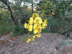 Caesalpinieae
