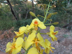 Caesalpinieae