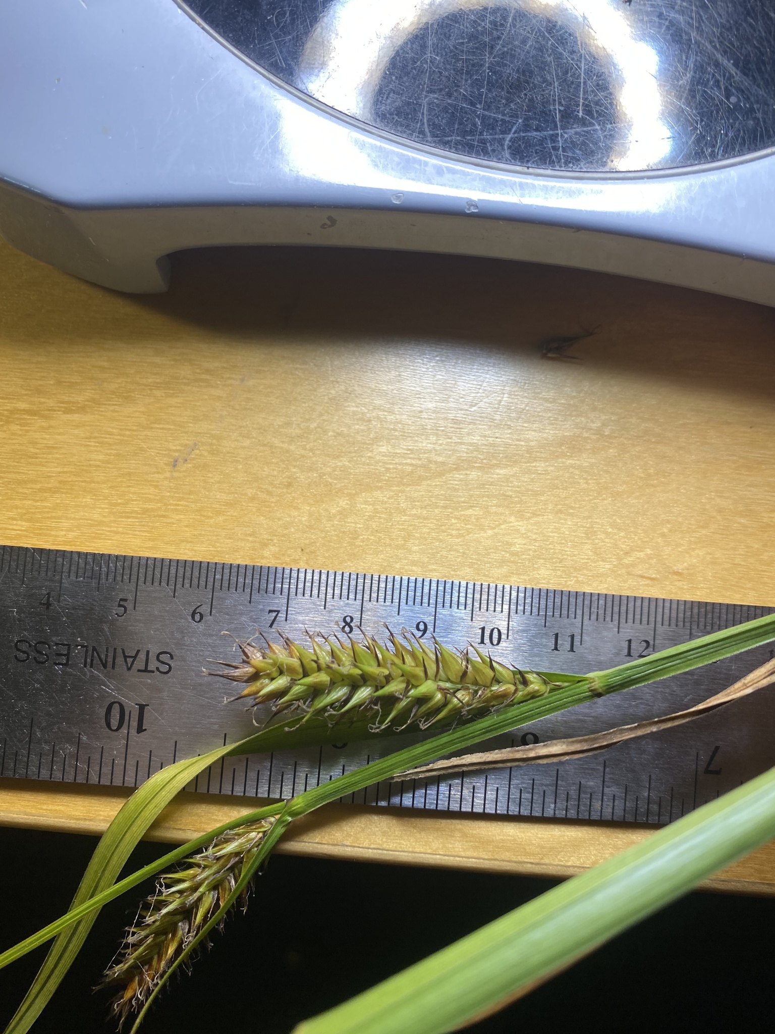 Carex vesicaria var. major