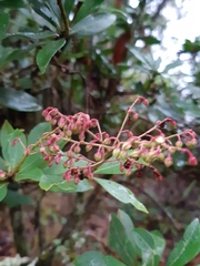 Pieris japonica taiwanensis