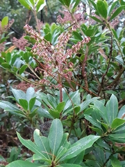 Pieris japonica taiwanensis