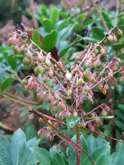 Pieris japonica taiwanensis