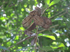Semialarium mexicanum