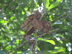 Semialarium mexicanum