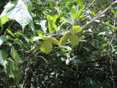 Semialarium mexicanum