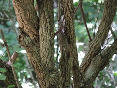 Semialarium mexicanum