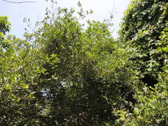 Semialarium mexicanum