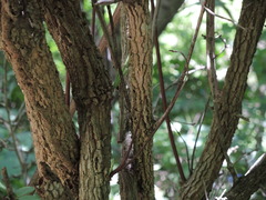 Semialarium mexicanum