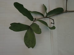 Semialarium mexicanum