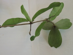 Semialarium mexicanum