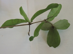 Semialarium mexicanum