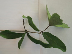 Semialarium mexicanum