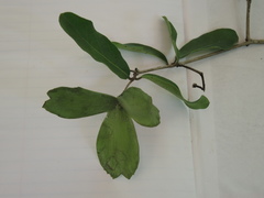 Semialarium mexicanum