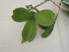 Semialarium mexicanum