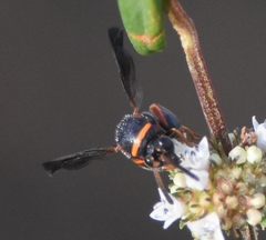 Leucospis slossonae