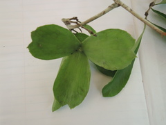 Semialarium mexicanum