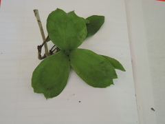 Semialarium mexicanum