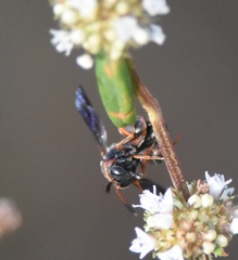 Leucospis slossonae