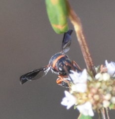 Leucospis slossonae