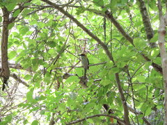 Semialarium mexicanum