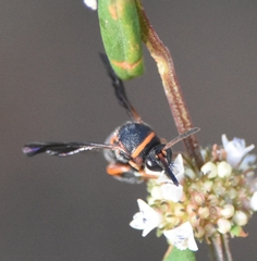 Leucospis slossonae