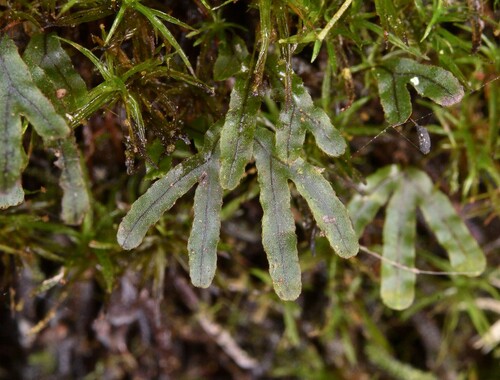 Hymenophyllum digitatum