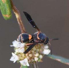 Leucospis slossonae